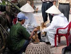 Tiêm phòng cho đàn gà